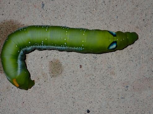 Daphnis nerii